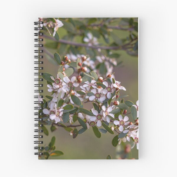 Item preview, Coastal Tea Tree – Leptospermum laevigatum Fine Art Print designed and sold by MinzMarchStudio.