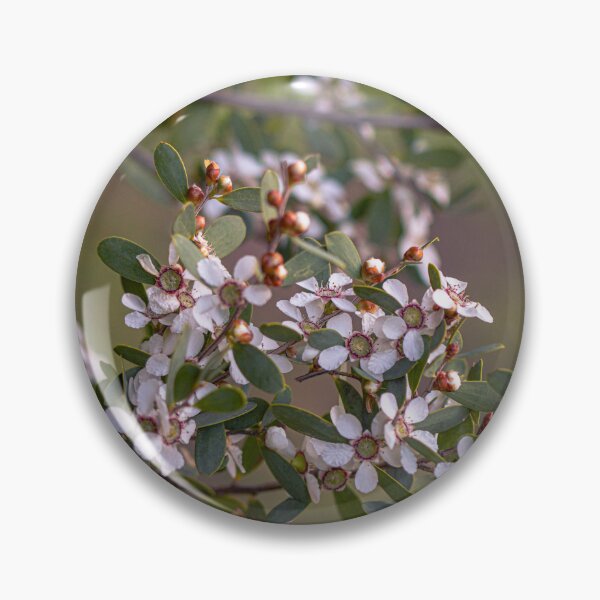 Item preview, Coastal Tea Tree – Leptospermum laevigatum Fine Art Print designed and sold by MinzMarchStudio.