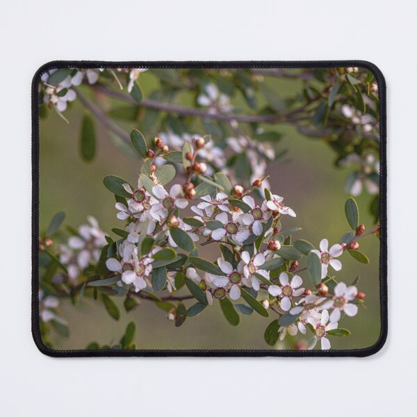 Item preview, Coastal Tea Tree – Leptospermum laevigatum Fine Art Print designed and sold by MinzMarchStudio.