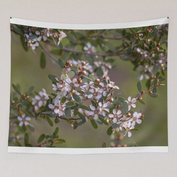 Item preview, Coastal Tea Tree – Leptospermum laevigatum Fine Art Print designed and sold by MinzMarchStudio.
