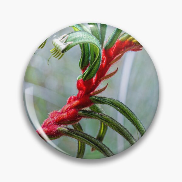 Item preview, Red and Green Kangaroo Paw — Anigozanthos manglesii Fine Art Print designed and sold by MinzMarchStudio.