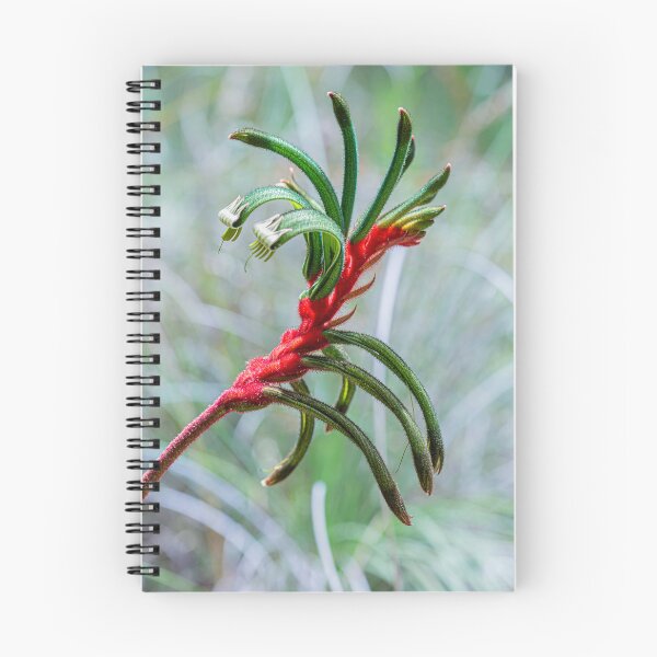 Item preview, Red and Green Kangaroo Paw — Anigozanthos manglesii Fine Art Print designed and sold by MinzMarchStudio.