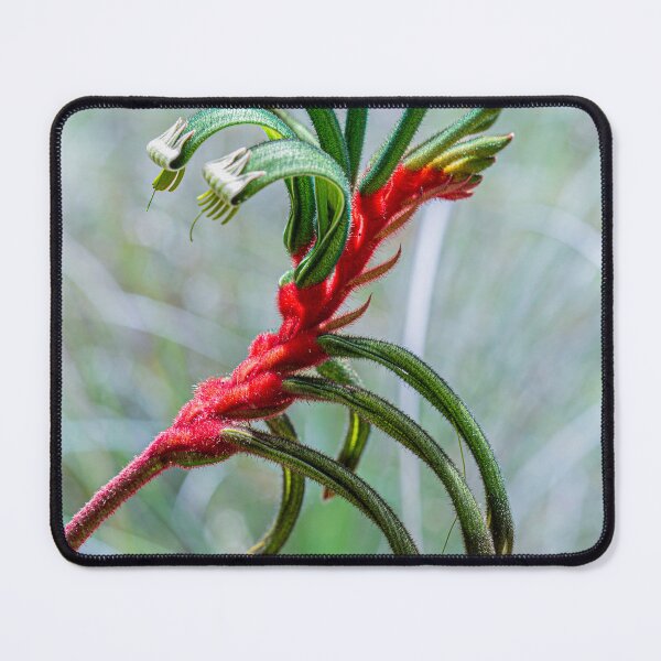 Item preview, Red and Green Kangaroo Paw — Anigozanthos manglesii Fine Art Print designed and sold by MinzMarchStudio.