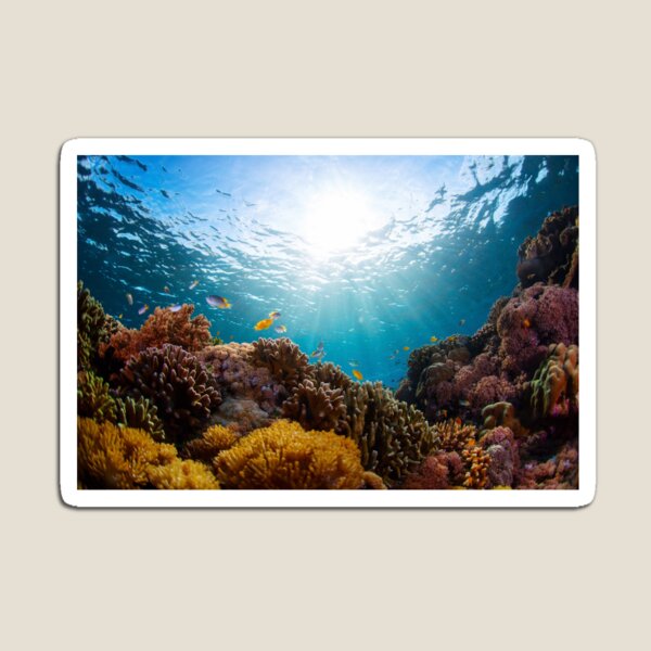 Bottom of the sea Magnet