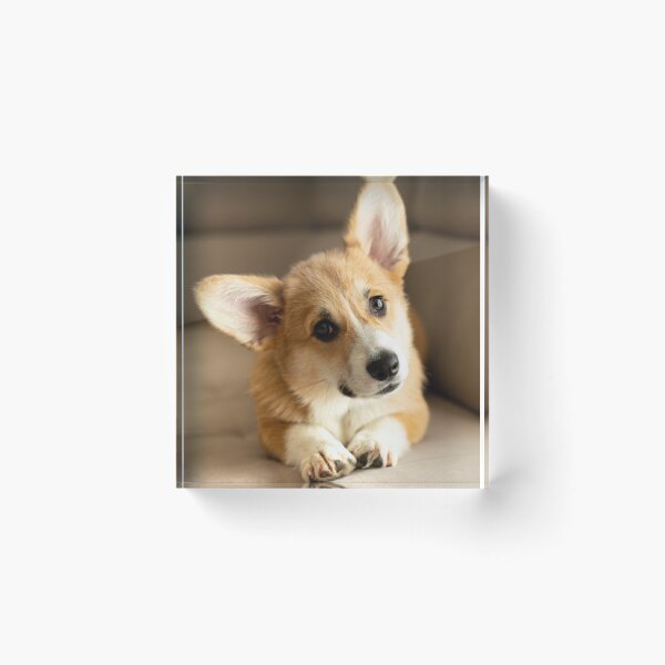 Item preview, Adorable Pembroke Welsh Corgi Dog Tilting Its Head designed and sold by VanGaldo.