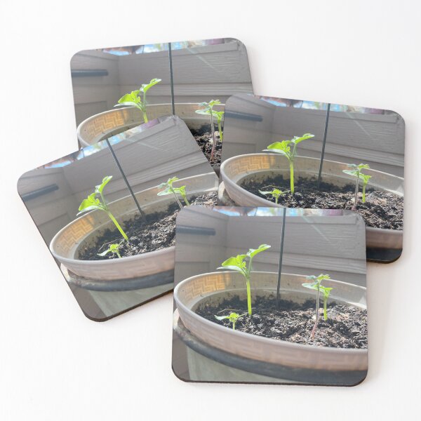 Item preview, bigger beans designed and sold by Tafoya Creations.