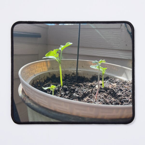Item preview, bigger beans designed and sold by Tafoya Creations.
