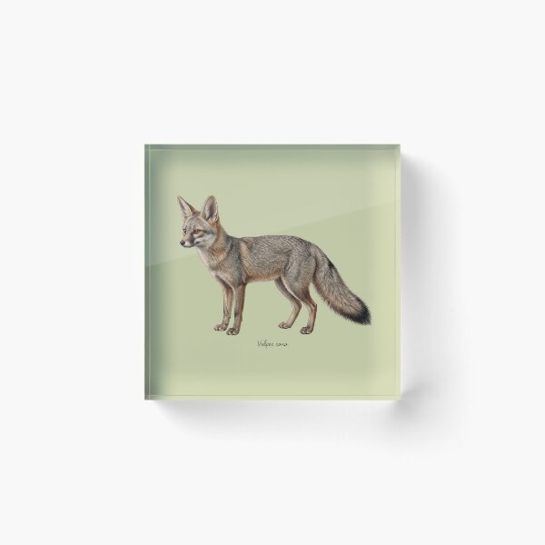 Item preview, Blanford's Fox: The Cliff-Climbing Phantom Wildlife Art Print designed and sold by FreiherrPK.