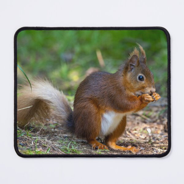 Item preview, Red Squirrel designed and sold by deeve0.