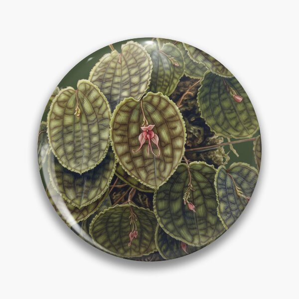 Item preview, Lepanthes Calodictyon: The Reticulated Cloud Forest Orchid Fine Art Print designed and sold by FreiherrPK.