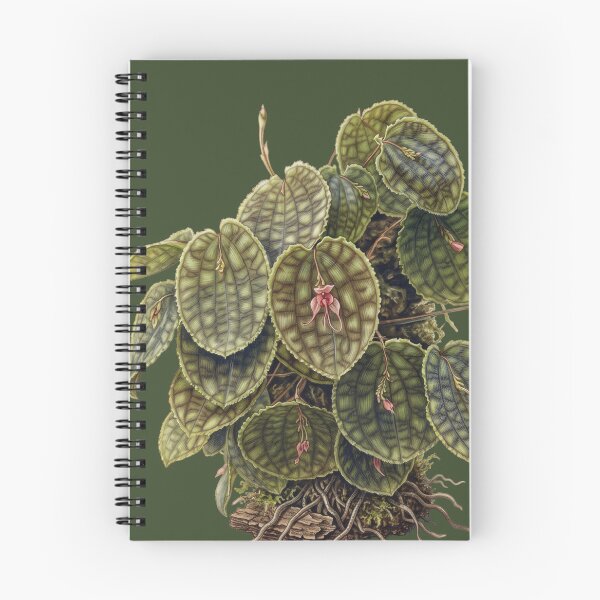Item preview, Lepanthes Calodictyon: The Reticulated Cloud Forest Orchid Fine Art Print designed and sold by FreiherrPK.