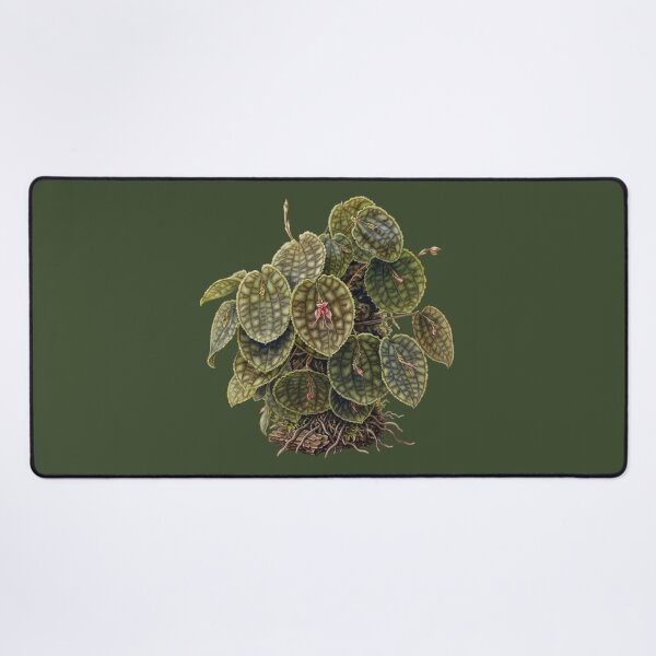 Item preview, Lepanthes Calodictyon: The Reticulated Cloud Forest Orchid Fine Art Print designed and sold by FreiherrPK.