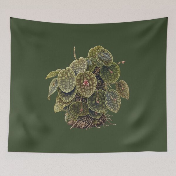 Item preview, Lepanthes Calodictyon: The Reticulated Cloud Forest Orchid Fine Art Print designed and sold by FreiherrPK.
