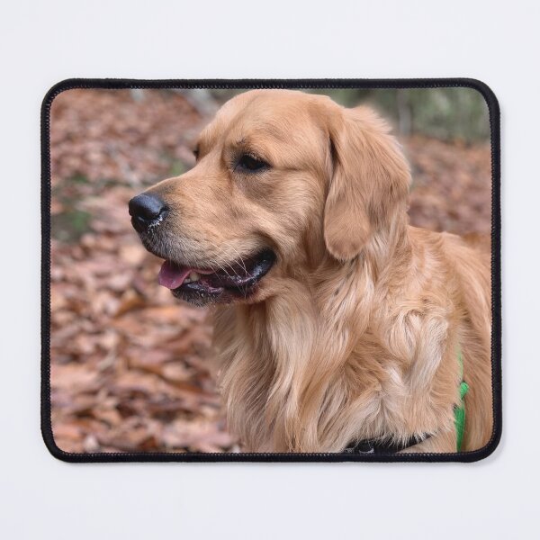 Item preview, Fluffy Golden Retriever on Autumn Walk designed and sold by VanGaldo.