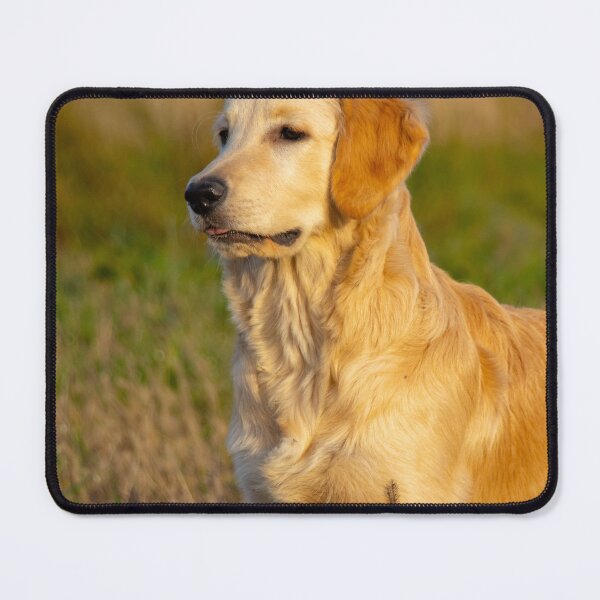Item preview, Golden Retriever Dog in Sunny Field designed and sold by VanGaldo.