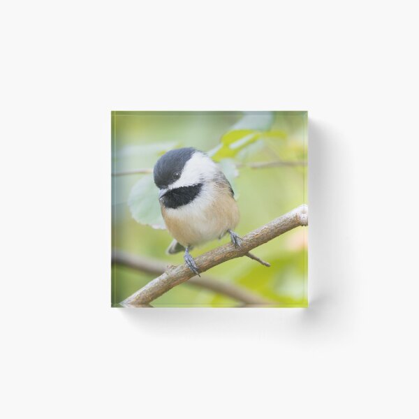 Item preview, Black Capped Chickadee  designed and sold by LaurenTucker.