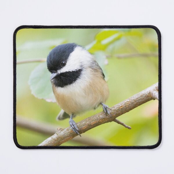 Item preview, Black Capped Chickadee designed and sold by LaurenTucker.