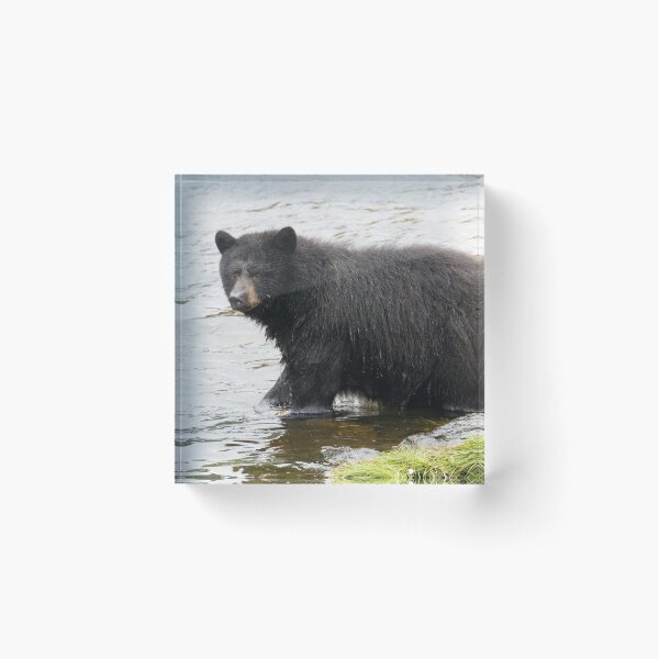 Item preview, American Black Bear designed and sold by LaurenTucker.