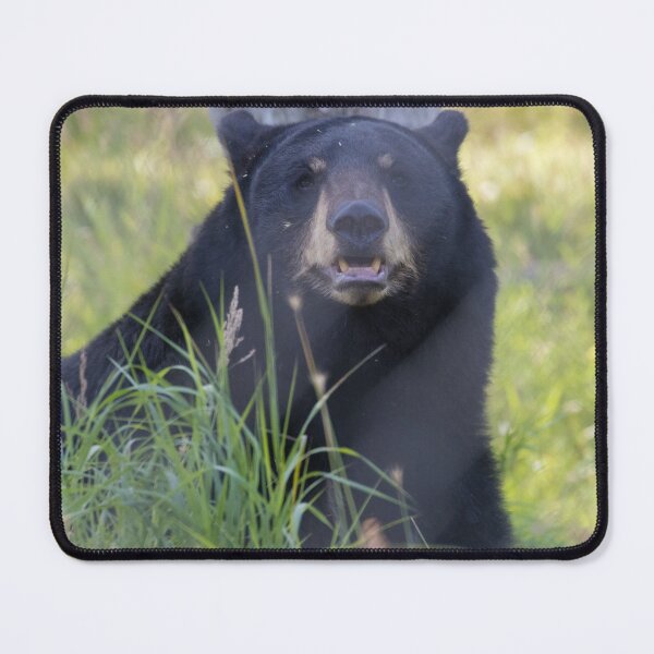 Item preview, American Black Bear designed and sold by LaurenTucker.