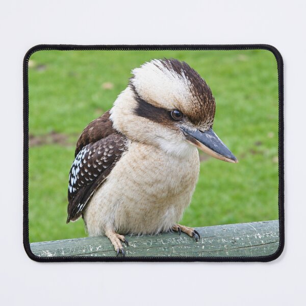 Item preview, Cute Kookaburra, wildlife portrait designed and sold by Astute-Artio-Photography.