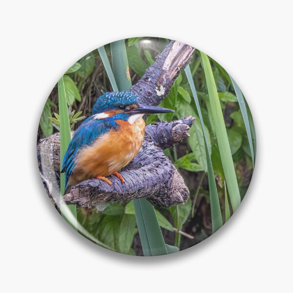 Item preview, Kingfisher designed and sold by deeve0.