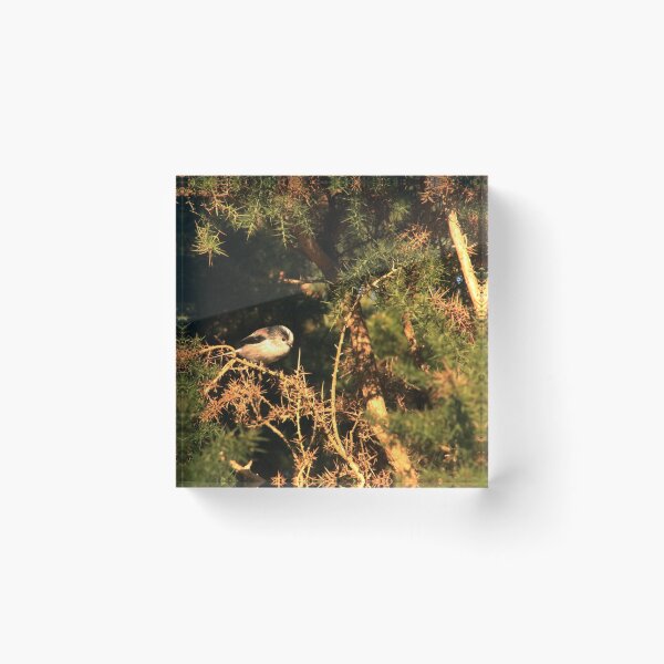 Item preview, Cute bird sat on branch in the New Forest, England designed and sold by BoswellArt.