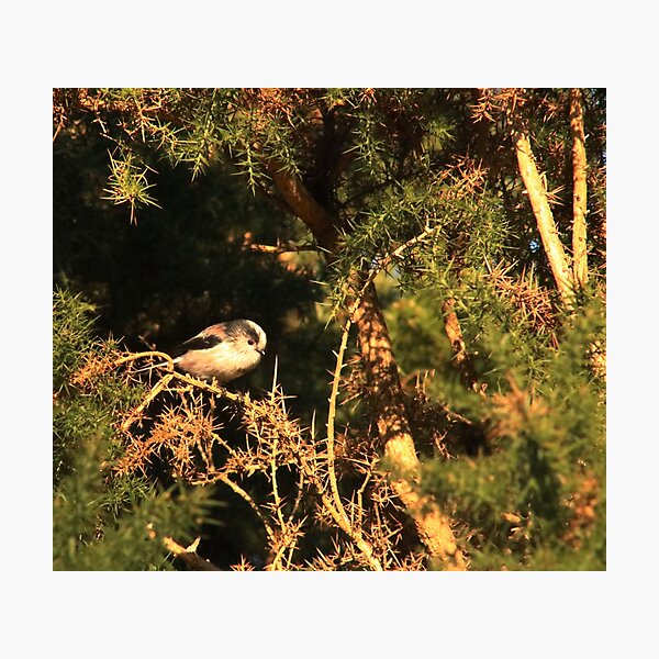 Item preview, Cute bird sat on branch in the New Forest, England designed and sold by BoswellArt.