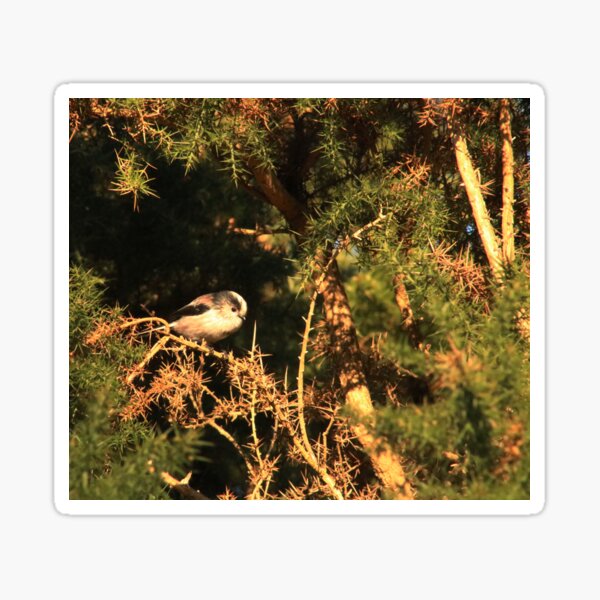 Item preview, Cute bird sat on branch in the New Forest, England designed and sold by BoswellArt.