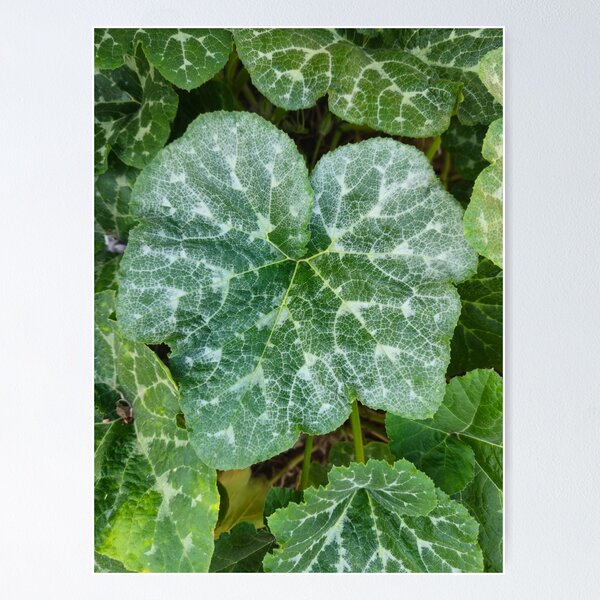 Item preview, Vibrant Green Pumpkin Leaves Texture designed and sold by Yanshuf.