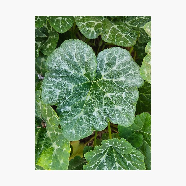 Item preview, Vibrant Green Pumpkin Leaves Texture designed and sold by Yanshuf.