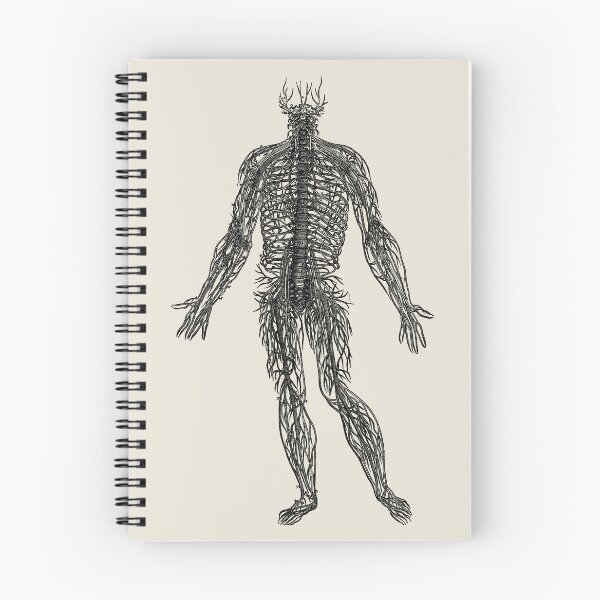 Item preview, Arrangement of the Spinal Nerves, Vesalius, 1543 (BLACK) designed and sold by Exhumed Archives.