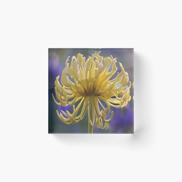 Item preview, Delicate Yellow Chrysanthemum Macro designed and sold by Jasna Dragun.