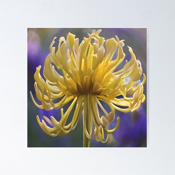 Item preview, Delicate Yellow Chrysanthemum Macro designed and sold by Jasna Dragun.