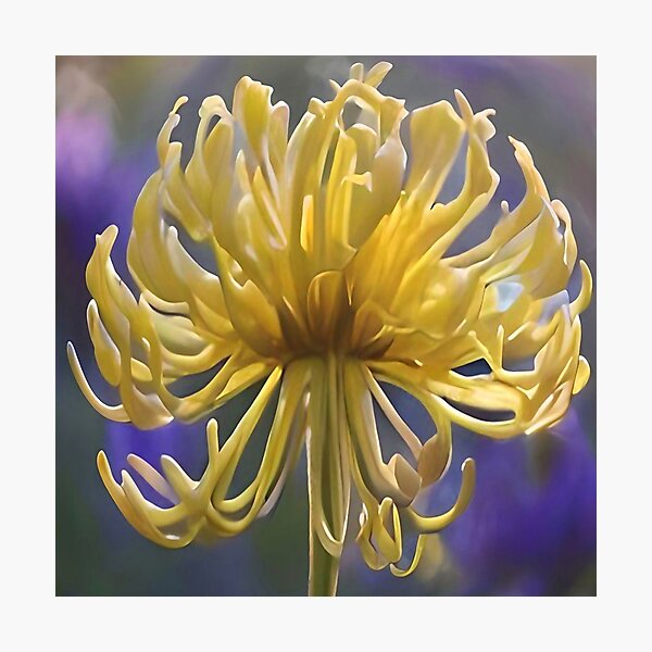 Item preview, Delicate Yellow Chrysanthemum Macro designed and sold by Jasna Dragun.
