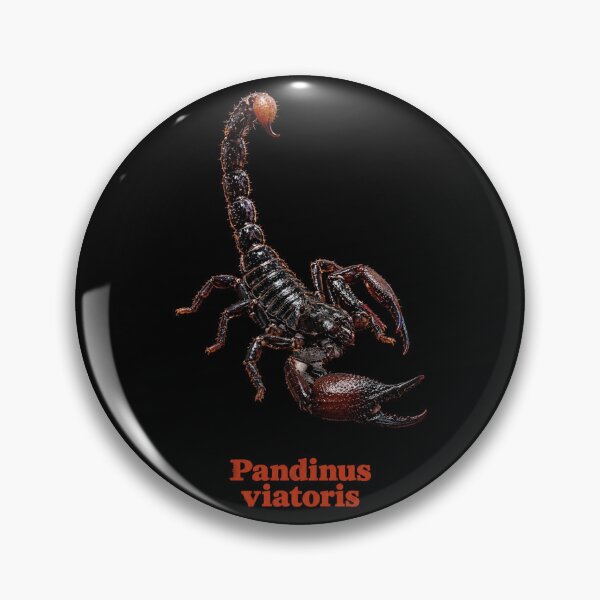 Item preview, Pandinus viatoris — Cave Clawed Scorpion SP-007 designed and sold by Exotic-Atlas.