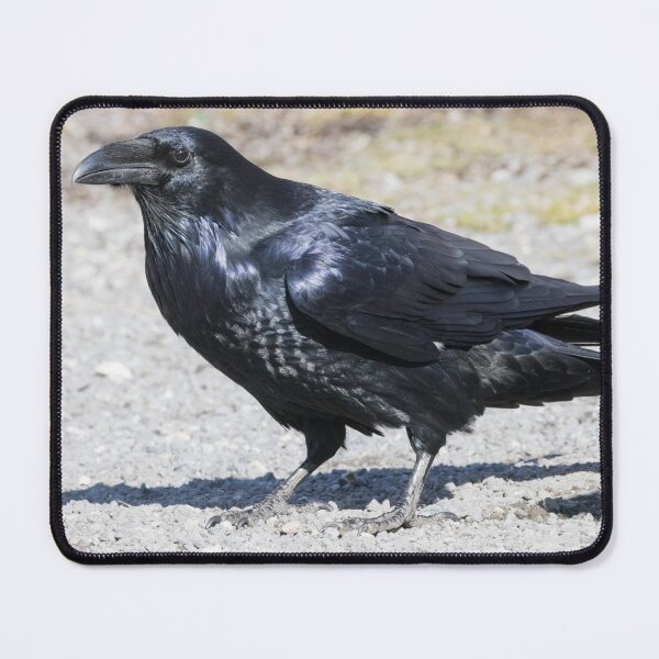 Item preview, Common Raven - Corvus corax designed and sold by LaurenTucker.