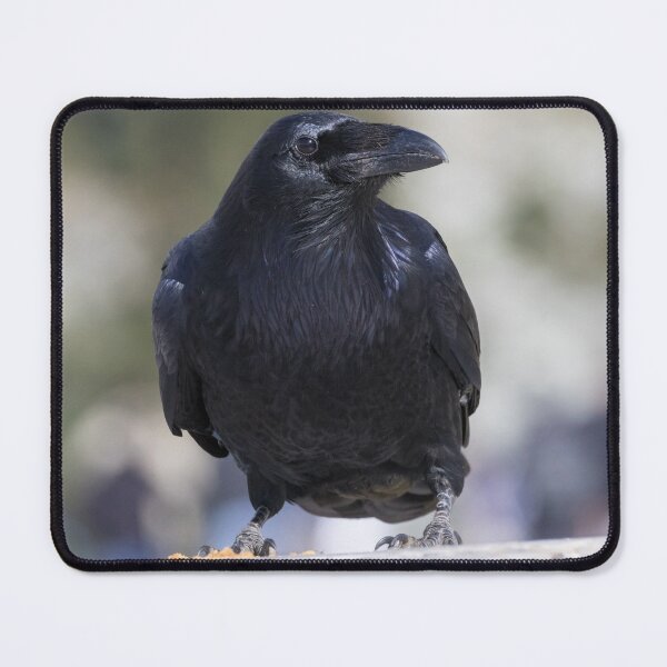 Item preview, Common Raven - Corvus corax designed and sold by LaurenTucker.