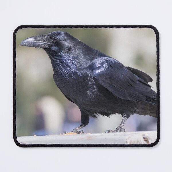 Item preview, Common Raven designed and sold by LaurenTucker.