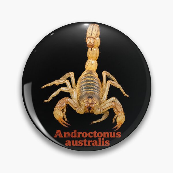 Item preview, Androctonus australis — Yellow Fat-tailed Scorpion SP-008 designed and sold by Exotic-Atlas.