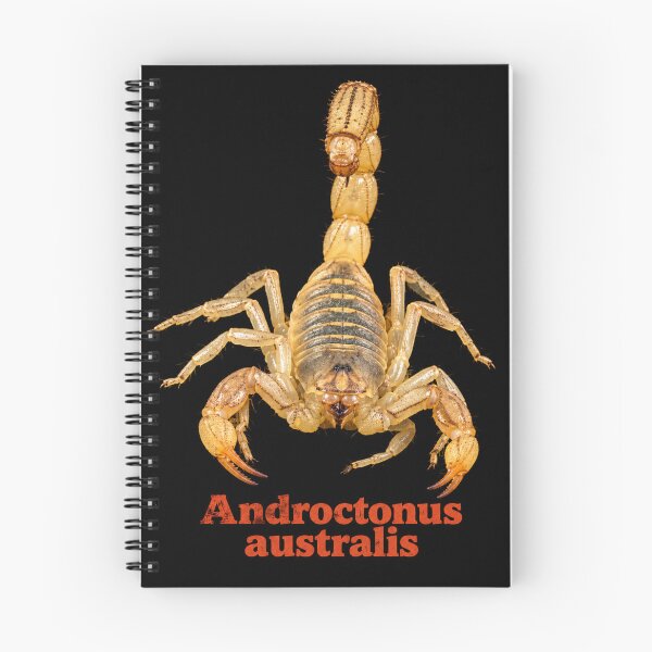Item preview, Androctonus australis — Yellow Fat-tailed Scorpion SP-008 designed and sold by Exotic-Atlas.