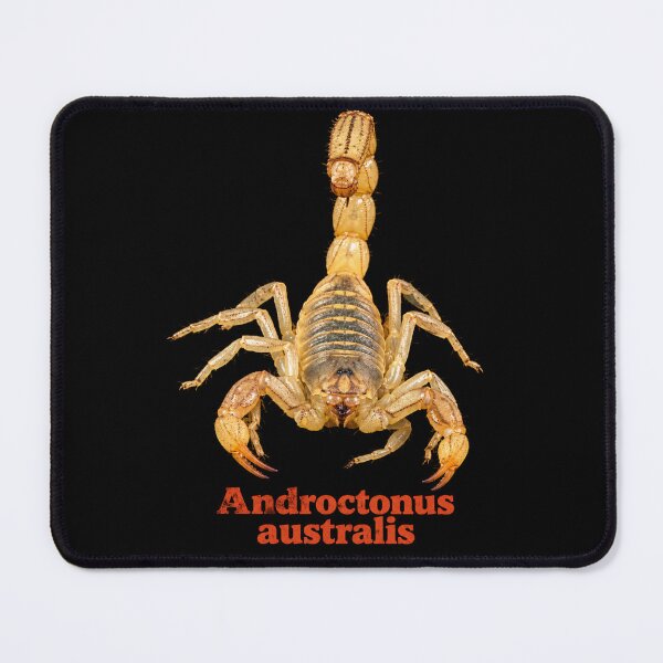 Item preview, Androctonus australis — Yellow Fat-tailed Scorpion SP-008 designed and sold by Exotic-Atlas.