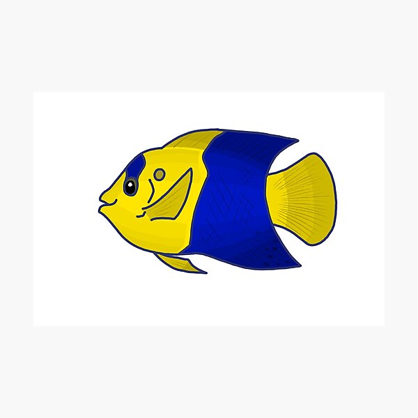 Item preview, Bicolor Angelfish designed and sold by ODruryStudios.