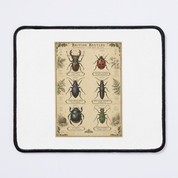 Item preview, Beetle Identification Chart | Vintage Entomology Specimen | Naturalist Gift designed and sold by Brackenlume Studio.