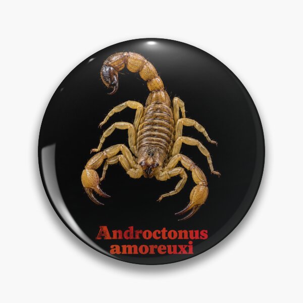 Item preview, Androctonus amoreuxi — Morocco Fat-tailed Scorpion SP-009 designed and sold by Exotic-Atlas.