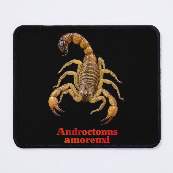 Item preview, Androctonus amoreuxi — Morocco Fat-tailed Scorpion SP-009 designed and sold by Exotic-Atlas.