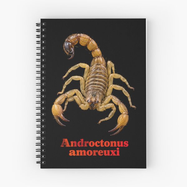 Item preview, Androctonus amoreuxi — Morocco Fat-tailed Scorpion SP-009 designed and sold by Exotic-Atlas.