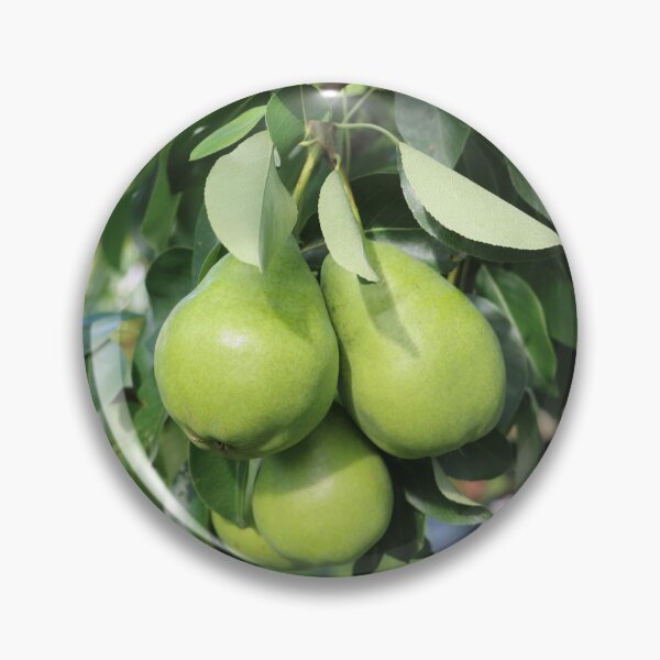 Item preview, green pears from a pear tree designed and sold by EleniA8.