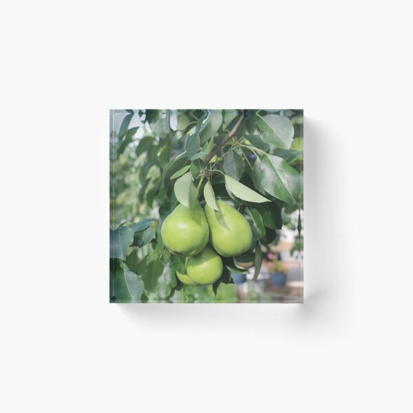 Item preview, green pears from a pear tree designed and sold by EleniA8.