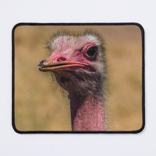 Item preview, ostrich designed and sold by AgdBol.