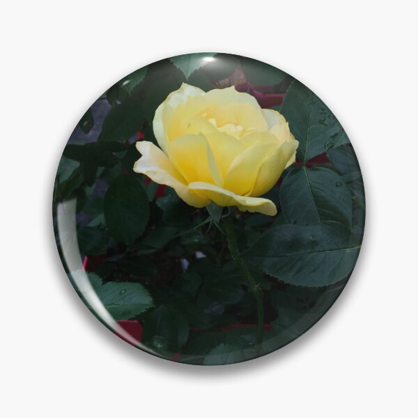 Item preview, yellow rose after rain designed and sold by EleniA8.